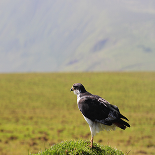 IMGL7182bird