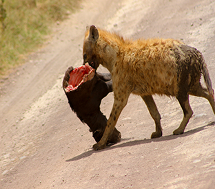 fisi