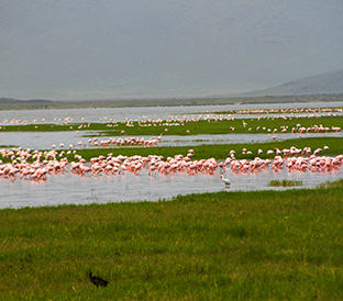 manyara