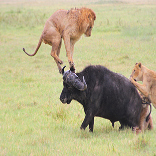 wildlife